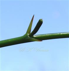 Stipules